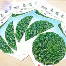 Wuta-tsai Brassica campestris Black Cabbage Vegetable Seeds, 5 packs, 100 seeds/pack, orgainic tasty