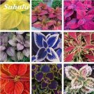 Exotic Coleus Seeds, MixedItem NO.: CO-1406