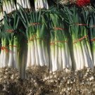 High-yielding Vegetable Seeds ZhangqiudacongItem NO.: CO-1404 High-yielding Vegetable Seeds ZhangqiudacongItem NO.: CO-1404