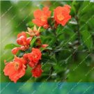 Heirloom Pomegranate Flower Seeds, Light Fragrant Punica Shrub FlowersItem NO.: CO-1403