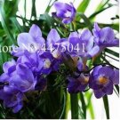 Freesia Bonsai Flower Seeds, Purple FlowersItem NO.: CO-1396