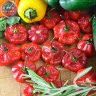 Scotch Bonnet Red (Yellow) Hot Pepper Vegetable Seeds, 15 seeds, 100% right variety hot chili home g Scotch Bonnet Red (Yellow) Hot Pepper Vegetable Seeds, 15 seeds, 100% right variety hot chili home g