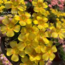 Oxalis Seeds, Yellow Flower with Orange CentreItem NO.: BD199H-choice Oxalis Seeds, Yellow Flower with Orange CentreItem NO.: BD199H-choice