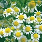 Pyrethrum Chamomile White Herb Flowers Seeds, 100 seeds, mozzie buster heirloom herb garden plantsIt