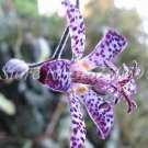 Imported Toad Lily PlantItem NO.: CO-1110