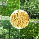 Siraitia grosvenorii Luo Han Guo Seeds, 10 Seeds, herbal monk fruit new fresh seeds BD068HItem NO.: Siraitia grosvenorii Luo Han Guo Seeds, 10 Seeds, herbal monk fruit new fresh seeds BD068HItem NO.: