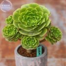 only 10 pieces Aeonium Aureum Seeds, 'Green Rose Buds' Succulents BD014HItem NO.: BD014H