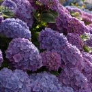20+ Mixed 9 Types of Hydrangra Seeds, Professional Pack, perennial garden wedding party flower plant 20+ Mixed 9 Types of Hydrangra Seeds, Professional Pack, perennial garden wedding party flower plant