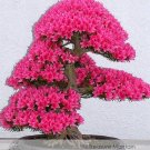 1 Professional Pack, approx 50 Seeds / Pack, Bonsai F1 Red Azalea Hardy Rhododendron Seeds #NF339Ite