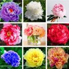 Peony Mixed SeedsItem NO.: CO-1372