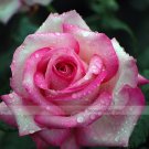 1 Professional Pack, 50 seeds / pack, Red Pink Rose Flowers Seed #NF416Item NO.: NF416
