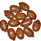 100PCS Castor Bean SeedsItem NO.: SH10205C