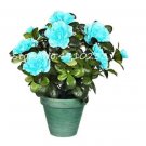 100PCS Bonsai Rhododendron Azalea Flower Seeds - Bluish Green ColorItem NO.: SH10228C