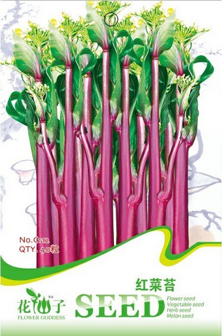 Organic Red Chinese Kale Vegetable Seeds, Original Pack, 40 Seeds / Pack, Tasty Brassica Campestris 