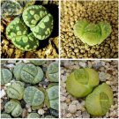Lithops otzeniana acf. 'Aquamarine' Living Stone Seeds, Professional Pack, 10 Seeds, green succulent Lithops otzeniana acf. 'Aquamarine' Living Stone Seeds, Professional Pack, 10 Seeds, green succulent