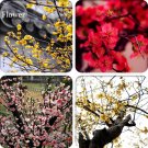 Heirloom Yellow Red Pink Wintersweet Calyx Canthus Winter Flower, 10 Seeds, chimonanthus praecox per