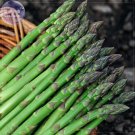Green Asparagus Seeds, 20 Seeds, Professional Pack, Spring Vegetables asperge sparrowgrass #NF015Ite Green Asparagus Seeds, 20 Seeds, Professional Pack, Spring Vegetables asperge sparrowgrass #NF015Ite