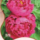 10 Original Packs, 8 seeds / pack, Feral Luoyang Red Peony Plants with Big Red Flowers, Fragrant Pae 10 Original Packs, 8 seeds / pack, Feral Luoyang Red Peony Plants with Big Red Flowers, Fragrant Pae