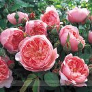 Rare Dark Pink Cupped Flat Double Bloom Rose Shrub Flower Seeds, Professional Pack, 50 Seeds / Pack, Rare Dark Pink Cupped Flat Double Bloom Rose Shrub Flower Seeds, Professional Pack, 50 Seeds / Pack,