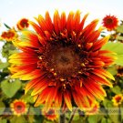 The Joker Beautiful Bicolor Ornamental Sunflower Seeds, Professional Pack, 15 Seeds / Pack, Blooms A The Joker Beautiful Bicolor Ornamental Sunflower Seeds, Professional Pack, 15 Seeds / Pack, Blooms A