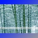 1 Professional Pack, approx 35 Seeds / Pack, Moso Bamboo Seeds Phyllostachys Pubescens Giant Mao Bam