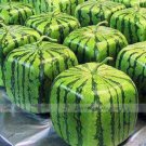 1 Professional Pack, 20 seeds / pack, Square Water Melon Seed Red Sweet Juicy Watermelon Rare Seed #