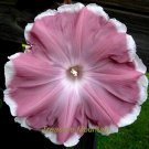 1 Professional Pack, 20 seeds / pack, Morning Glory Chocolate Rare color Huge Flower #NF227Item NO.: