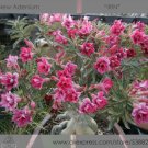 1 Professional Pack, 2 seeds / pack, Rosy Adenium Obesum IRIN Desert Rose Flowers Seeds #NF298Item N
