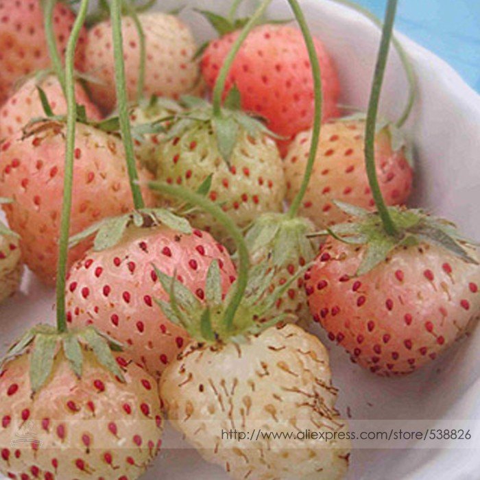 Light Red Pineberry with White Berries Seeds, Professional Pack, 100 Seeds / Pack, Vigorous Plants #
