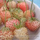 Light Red Pineberry with White Berries Seeds, Professional Pack, 100 Seeds / Pack, Vigorous Plants #