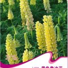Rare Perennial Yellow Lupine Flower Seeds, Original Pack, 15 Seeds / Pack, Easy to Grow A239Item NO.