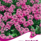 Pink Garden Verbena Perennial Herb Flower Seeds, Original Pack, 50 Seeds / Pack, Verbena Hybrida A24