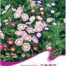 Convolvulus Tricolor Dwarf Morning Glory Seeds, Original Pack, 30 Seeds / Pack, Annual Plant with So