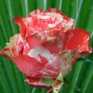 1 Professional pack, 400 seeds / pack,  ORANGE INTUITION ROSE,  ROSE BUSH STRIPEDItem NO.: NF036