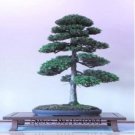 Juniper SeedsItem NO.: CO-1358