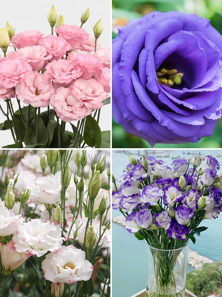 Eustoma Seeds, MixedItem NO.: NF705-choice