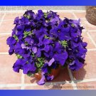 Purple Garden Petunia Perennial Flower Seeds, Professional Pack, 100 Seeds / Pack, Bonsai IndoorItem