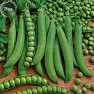 Heirloom Organic Green Arrow Pea Vegetable Seeds, Professional Pack, 500 Seeds / Pack, Excellent Swe Heirloom Organic Green Arrow Pea Vegetable Seeds, Professional Pack, 500 Seeds / Pack, Excellent Swe