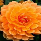 Garden Dahlia, OrangeItem NO.: CO-1106