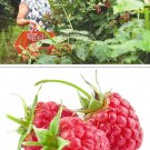 1 Professional Pack Pack, 80 seeds / pack, Perennial Raspberry Fruits, Feral Rubus Idaeus Bush Fruit 1 Professional Pack Pack, 80 seeds / pack, Perennial Raspberry Fruits, Feral Rubus Idaeus Bush Fruit