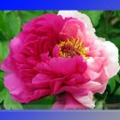 New Heirloom Red Pink Peony Shrub Flower Seeds, Professional Pack, 5 Seeds / Pack, Strong Fragrant R