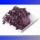 Heirloom Sango Purple Radish Sprouting Vegetable Seeds, Professional Pack, 150 Seeds / Pack, The Bes Heirloom Sango Purple Radish Sprouting Vegetable Seeds, Professional Pack, 150 Seeds / Pack, The Bes