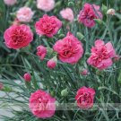 Hardy Perennial Dianthus 'Scents of Summer Pink Peony' Carnation Flower Seeds, Professional Pack, 50