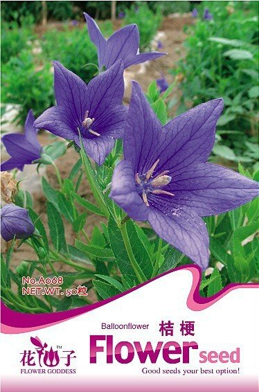 1 Original Pack, approx 50 Seeds / Pack, Patycodon grandiflorum Seeds. Balloon Flower Seeds, Korean 