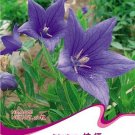1 Original Pack, approx 50 Seeds / Pack, Patycodon grandiflorum Seeds. Balloon Flower Seeds, Korean 