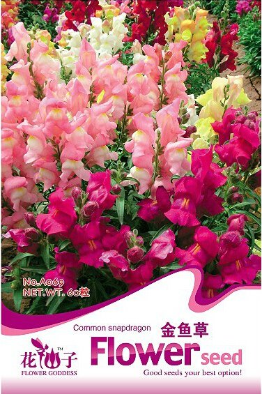 1 Original Pack, approx 60 Seeds / Pack, Mixed MOROCCAN TOADFLAX SNAPDRAGON Linaria Maroccana Flower