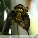 1 Professional Pack, approx 50 Seeds / Pack, Dracula Vampira The Vampire-Like Dracula Monkey Flower 