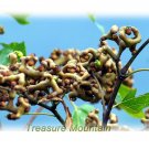 1 Professional Pack, 100 Seeds / Pack, Rare Japanese Raisin Tree Seeds, Hovenia DulcisItem NO.: NF19 1 Professional Pack, 100 Seeds / Pack, Rare Japanese Raisin Tree Seeds, Hovenia DulcisItem NO.: NF19