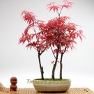 1 Professional Pack, 60 Seeds / Pack, Rare Red Chinese Maple Seeds Acer (Palmatum atropurpureum) Bon