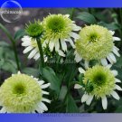 Heirloom 'Honeydew Cluster' Green Echinacea, 100 Seeds, big blooms lovely coneflowers TS257TItem NO. Heirloom 'Honeydew Cluster' Green Echinacea, 100 Seeds, big blooms lovely coneflowers TS257TItem NO.